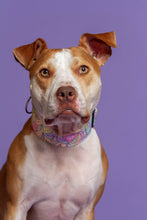 Load image into Gallery viewer, Dog Collar/ Pastel Flower Dog Collar/ Ukrainian Artist Dog Collar/ Fabric Dog Collar