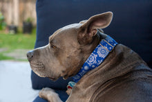 Load image into Gallery viewer, Dog Collar/ Metallic and Blue Snowflake Dog Collar/ Winter Dog Collar/ Snowflake Dog Collar/ Fabric Dog Collar