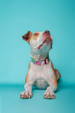 Load image into Gallery viewer, Dog Collar/ Neon Flowers Dog Collar/ Bright Flowers Dog Collar/ Watercolor Flowers Dog Collar/ Spring Dog Collar