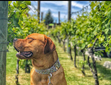 Load image into Gallery viewer, Dog Collar/ Wine Dog Collar/ Wine Glass Dog Collar/ Fabric Dog Collar