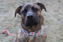 Load image into Gallery viewer, Dog Collar/ Mamas Boy Dog Collar/ Valentines Dog Collar/ Gray Dog Collar