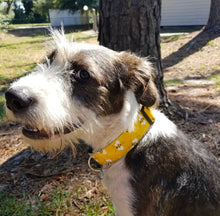 Load image into Gallery viewer, Dog Collar/ Bees Dog Collar/ Yellow Dog Collar/ Bumble Bee Dog Collar/ Dog Accessories