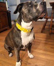 Load image into Gallery viewer, Dog Collar/ Bees Dog Collar/ Yellow Dog Collar/ Bumble Bee Dog Collar/ Dog Accessories