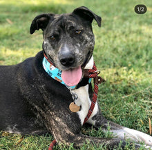 Load image into Gallery viewer, Dog Collar/ End BSL Dog Collar/ Pit Bull Dog Collar/ Fabric Dog Collar/ Pittie Dog Collar