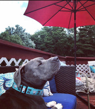 Load image into Gallery viewer, Dog Collar/ End BSL Dog Collar/ Pit Bull Dog Collar/ Fabric Dog Collar/ Pittie Dog Collar