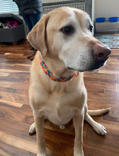 Load image into Gallery viewer, Dog Collar/ Spring Dog Collar/Jelly Bean Dog Collar/ Bright Dog Collar/ Candy Dog Collar