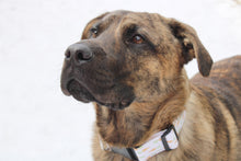 Load image into Gallery viewer, Carrot Dog Collar