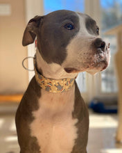 Load image into Gallery viewer, Dog Collar/ Sock Monkey Dog Collar/ Monkey Dog Collar/ Dog Accessories/ Fabric Dog Collar