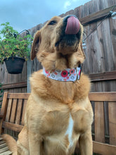 Load image into Gallery viewer, Dog Collar/ Fresh Out of F*cks Dog Collar/ Flower Dog Collar/ Cussing Dog Collar/Fabric Dog Collar