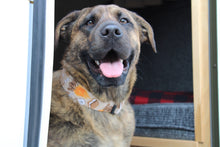 Load image into Gallery viewer, Dog Collar/ Smores Dog Collar/ Brown Dog Collar/ Camping Dog Collar/Fabric Dog Collar