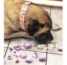 Load image into Gallery viewer, Dog Collar/ Eat a Bag of D*cks Dog Collar/ Flower Dog Collar/ Cussing Dog Collar/Fabric Dog Collar
