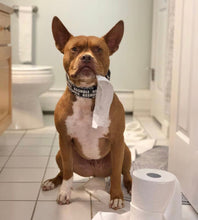 Load image into Gallery viewer, Dog Collar/ Asshole Dog Collar/ Black Dog Collar/ Cussing Dog Collar/Fabric Dog Collar