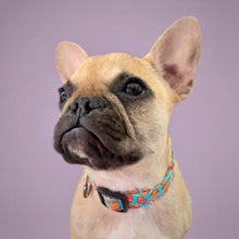 Load image into Gallery viewer, Dog Collar/ Fast Food Dog Collar/ Cute Food Dog Collar/Fabric Dog Collar