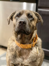 Load image into Gallery viewer, Dog Collar/ Mac and Cheese Dog Collar/  Food Dog Collar/ Fabric Dog Collar/ Noodles Dog Collar/ Macaroni Dog Collar/ Orange Dog Collar
