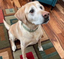 Load image into Gallery viewer, Dog Collar/ Pickle Dog Collar/  Food Dog Collar/ Fabric Dog Collar/ Big Dill Dog Collar
