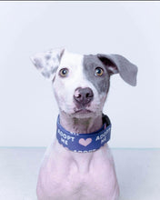 Load image into Gallery viewer, Dog Collar/ Blue Adopt Me Dog Collar/ Shelter Dog Collar/ Adopt Dog Collar