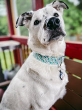 Load image into Gallery viewer, Dog Collar/ Mini Cactus Dog Collar/ Plant Dog Collar/ Succulent Dog Collar/ Cacti Dog Collar/ Fabric Dog Collar