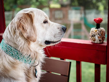 Load image into Gallery viewer, Dog Collar/ Mini Cactus Dog Collar/ Plant Dog Collar/ Succulent Dog Collar/ Cacti Dog Collar/ Fabric Dog Collar