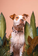 Load image into Gallery viewer, Dog Collar/ Cheetah Print Dog Collar/ Gold Blush Dog Collar/ Animal Print Dog Collar/ Metallic Dog Collar/ Fabric Dog Collar