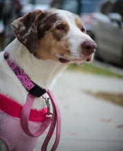 Load image into Gallery viewer, Dog Collar/ Badass B*tch Dog Collar/ Cussing Dog Collar/ Swear Dog Collar/ Naughty Dog Collar/ Fabric Dog Collar