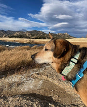 Load image into Gallery viewer, Dog Collar/ Mini Cactus Dog Collar/ Plant Dog Collar/ Succulent Dog Collar/ Cacti Dog Collar/ Fabric Dog Collar