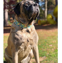 Load image into Gallery viewer, Dog Collar/ Don't F-ing Touch Me Dog Collar/ Cussing Dog Collar/ Swear Dog Collar/ Naughty Dog Collar/ Fabric Dog Collar
