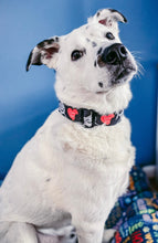 Load image into Gallery viewer, Dog Collar/ Love Bites Dog Collar/ Valentines Dog Collar/ Sharks Dog Collar/ Valentines Shark Hearts Dog Collar/ Fabric Dog Collar