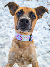Load image into Gallery viewer, Dog Collar/ Rainbow Hearts Dog Collar/ Valentines Dog Collar/ Neon Hearts Dog Collar/ Fabric Dog Collar