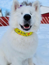 Load image into Gallery viewer, Dog Collar/ I'm Blind Dog Collar/ Blind Dog Dog Collar/ Yellow Dog Collar/ Training Dog Collar/ Alert Dog Collar