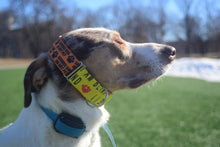 Load image into Gallery viewer, Dog Collar/ I'm Blind Dog Collar/ Blind Dog Dog Collar/ Yellow Dog Collar/ Training Dog Collar/ Alert Dog Collar