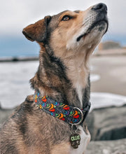 Load image into Gallery viewer, Dog Collar/ Silly F*cker Dog Collar/ Cussing Dog Collar/ Swear Dog Collar/ Naughty Dog Collar/ Fabric Dog Collar