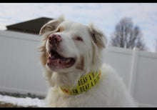Load image into Gallery viewer, Dog Collar/ I'm Deaf and Blind Dog Collar/ Deaf Blind Dog Dog Collar/ Yellow Dog Collar/ Training Dog Collar/ Alert Dog Collar
