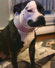Load image into Gallery viewer, Dog Collar/ Purple Mermaid Dog Collar/ Fabric Dog Collar/ Mermaid Dog Collar/ Scales Dog Collar