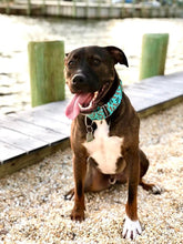 Load image into Gallery viewer, Dog Collar/ Branch Manager Dog Collar/ Stick Dog Collar/ Dog Theme Dog Collar/ Blue Dog Collar/ Fabric Dog Collar