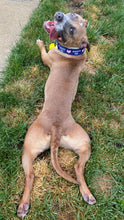 Load image into Gallery viewer, Dog Collar/ Blue Adopt Me Dog Collar/ Shelter Dog Collar/ Adopt Dog Collar