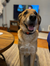Load image into Gallery viewer, Dog Collar/ Love Bites Dog Collar/ Valentines Dog Collar/ Sharks Dog Collar/ Valentines Shark Hearts Dog Collar/ Fabric Dog Collar
