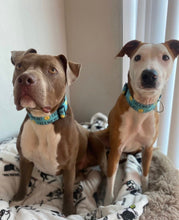 Load image into Gallery viewer, Dog Collar/ Chick Magnet Dog Collar/ Easter Dog Collar/ Chicks Dog Collar/ Spring Dog Collar