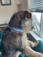 Load image into Gallery viewer, Dog Collar/ Sh*thead Dog Collar/ Swearing Dog Collar/ Adult Dog Collar/Fabric Dog Collar