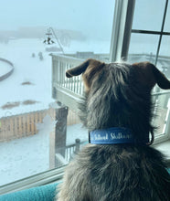 Load image into Gallery viewer, Dog Collar/ Sh*thead Dog Collar/ Swearing Dog Collar/ Adult Dog Collar/Fabric Dog Collar