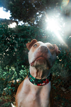 Load image into Gallery viewer, Dog Collar/ Poinsettia Dog Collar/ Winter Flower Dog Collar/ Fabric Dog Collar/ Xmas Dog Collar