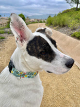 Load image into Gallery viewer, Dog Collar/ Don't F-ing Touch Me Dog Collar/ Cussing Dog Collar/ Swear Dog Collar/ Naughty Dog Collar/ Fabric Dog Collar
