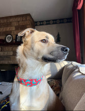Load image into Gallery viewer, Dog Collar/ Valentine Shark Dog Collar/ Valentines Dog Collar/ Shark Dog Collar