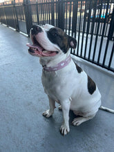 Load image into Gallery viewer, Dog Collar/ Mamas Girl Dog Collar/ Dog Mom Dog Collar/ Gray Dog Collar