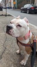 Load image into Gallery viewer, Dog Collar/ Smily Face Dog Collar/ Kindness Dog Collar/ Good Message Dog Collar/ Happy Dog CollarFabric Dog Collar