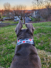 Load image into Gallery viewer, Dog Collar/ Mamas Boy Dog Collar/ Valentines Dog Collar/ Gray Dog Collar