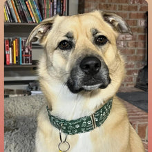 Load image into Gallery viewer, Hiking Buddies Dog Collar
