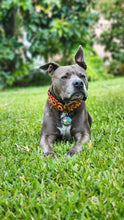 Load image into Gallery viewer, Metallic Sunflowers Dog Collar
