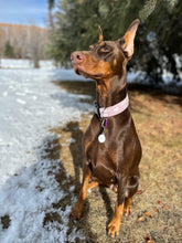 Load image into Gallery viewer, Mamas Girl Dog Collar
