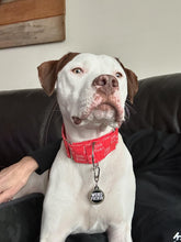 Load image into Gallery viewer, Little F*cker Dog Collar
