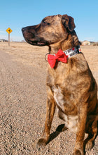 Load image into Gallery viewer, Mama's Boy Dog Collar
